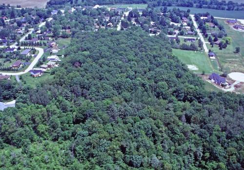 Overview of the Branchton Forest