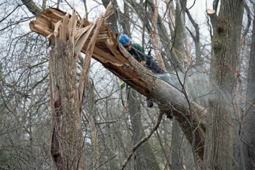 ForestryDec1514-