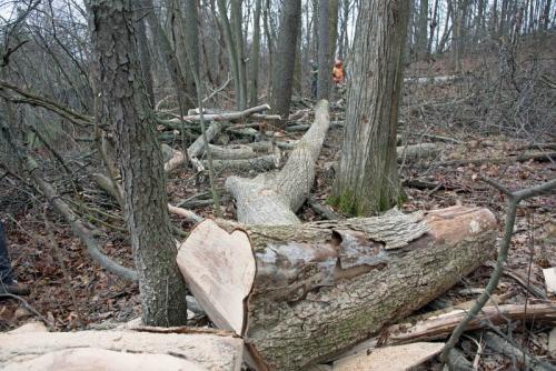 forestry-action