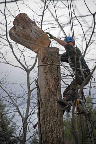 ForestryDec1546-