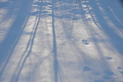 Winter in the Forest
