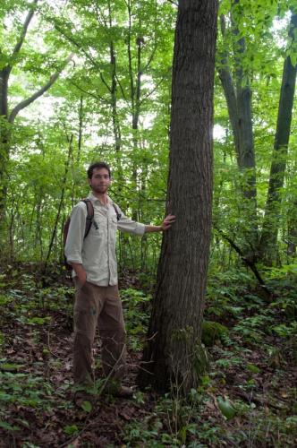 Trees of the Forest
