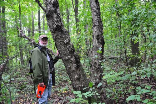 Yellow-Birch